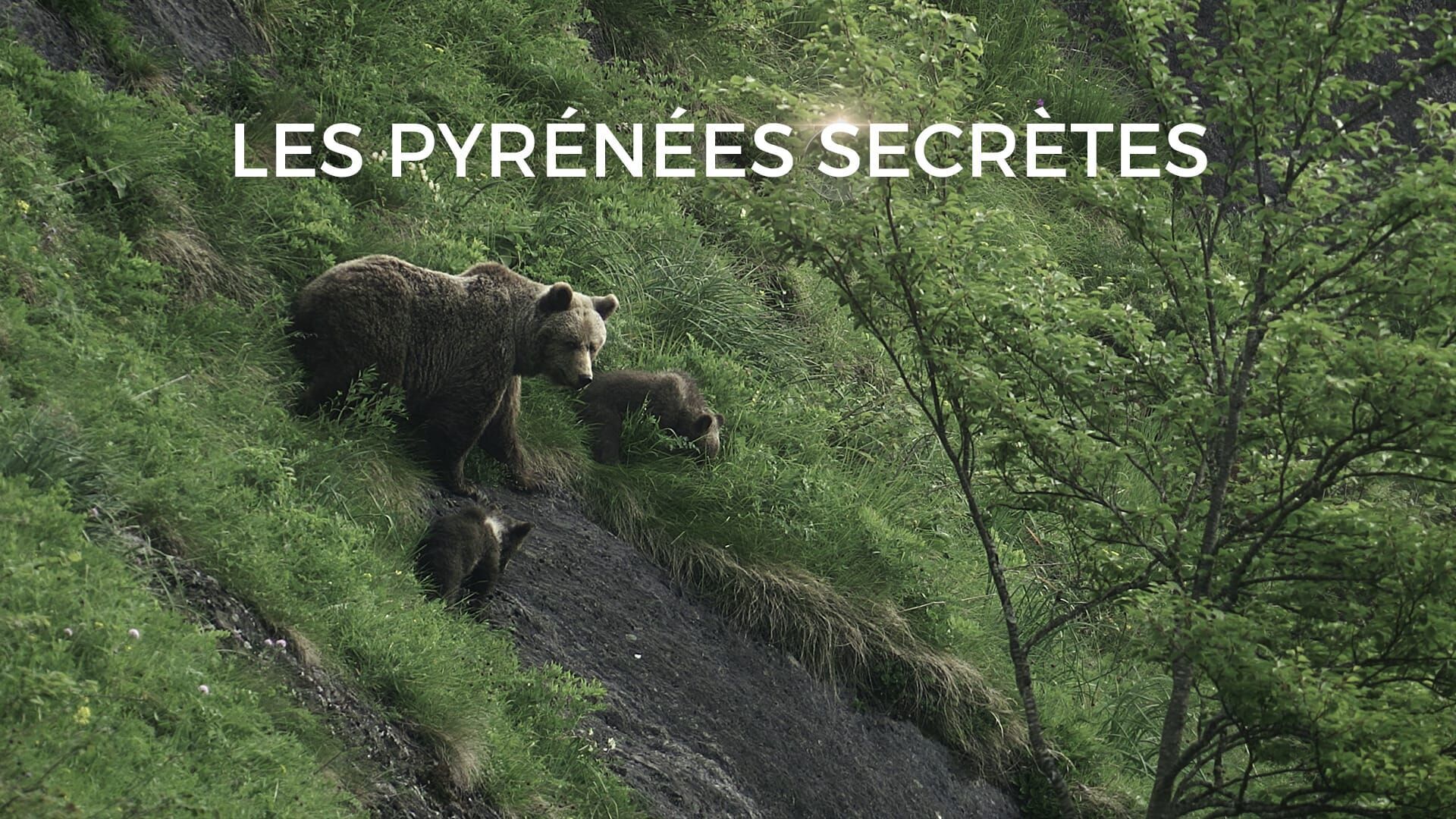 La genette, la discrète du piémont