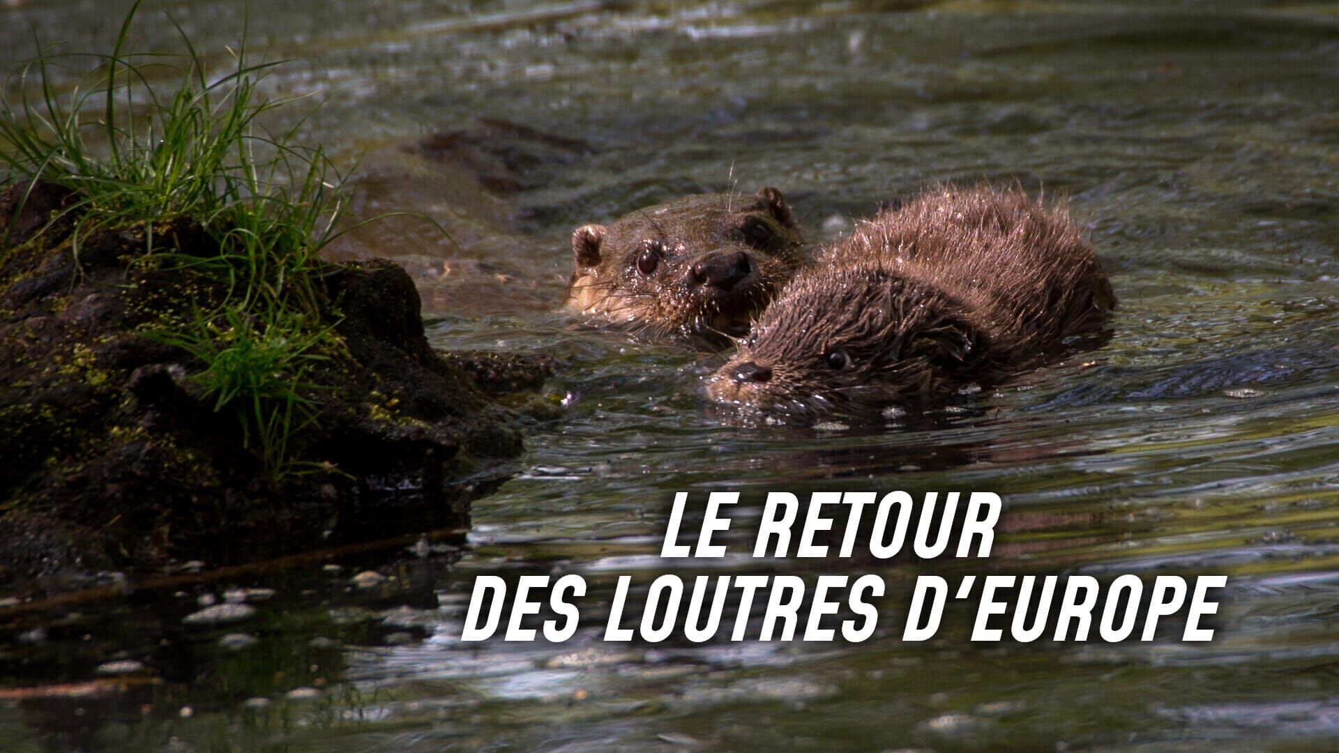 Le retour des loutres d'Europe