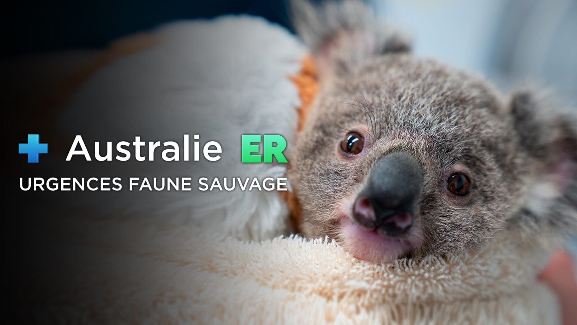 Australie : urgences faune sauvage