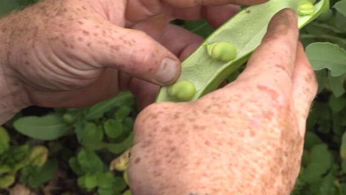 Fiefs vendéens et fève du bocage vendéen