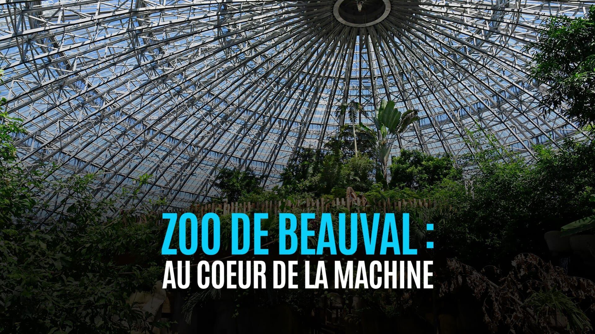 ZooParc de Beauval : au coeur de la machine
