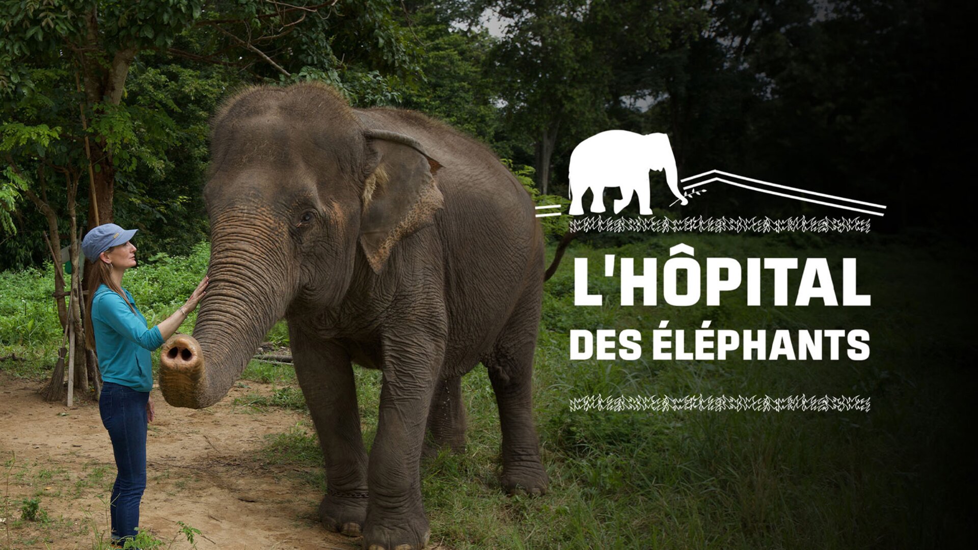 L'hôpital des éléphants