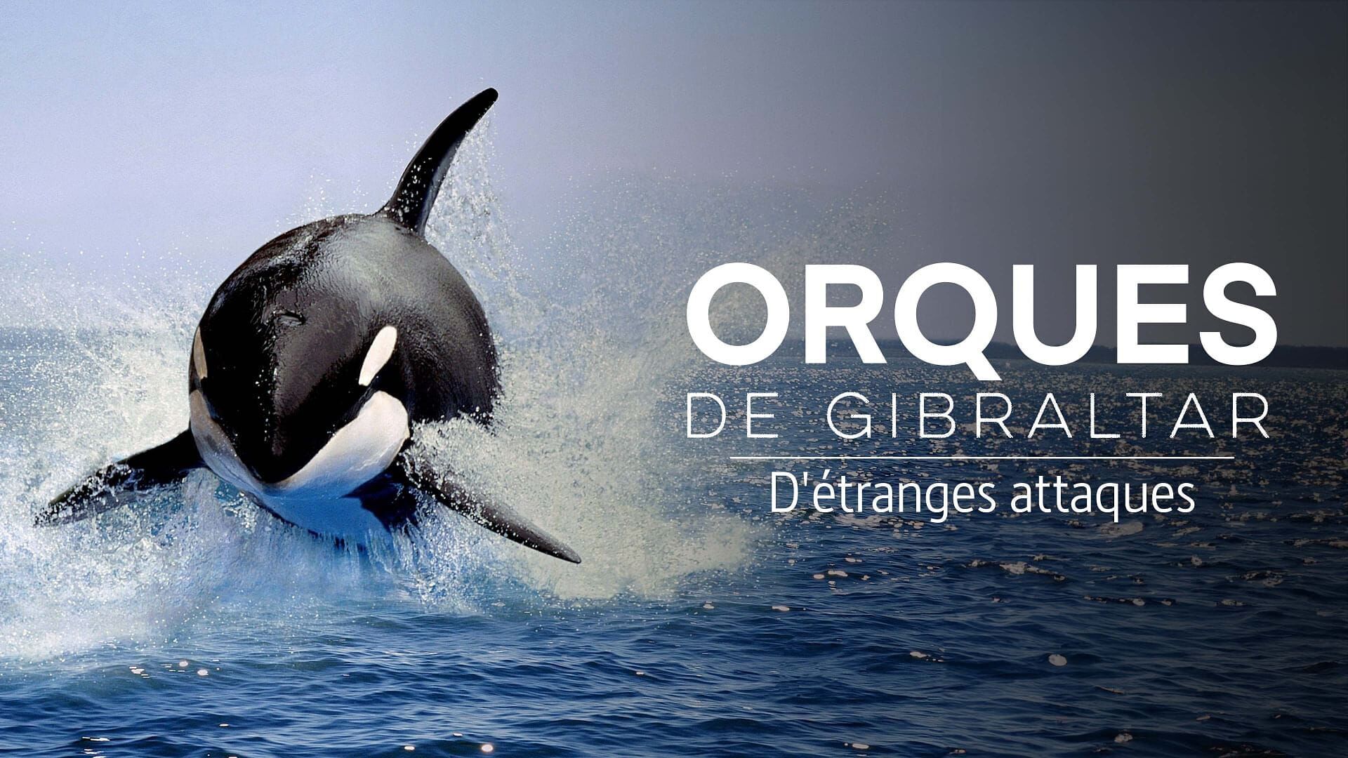 Orques de Gibraltar : D'étranges attaques