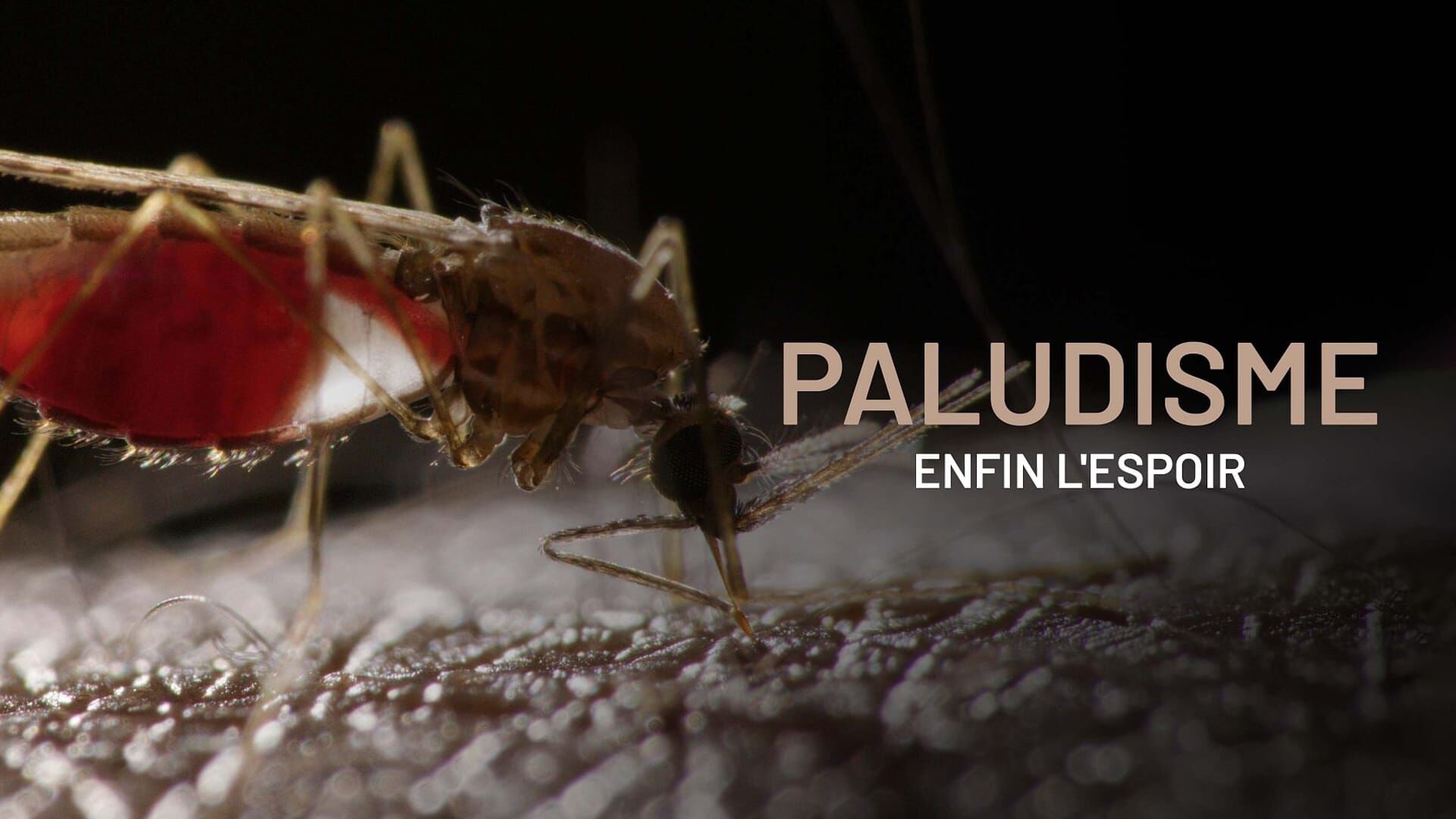 Paludisme, enfin l'espoir