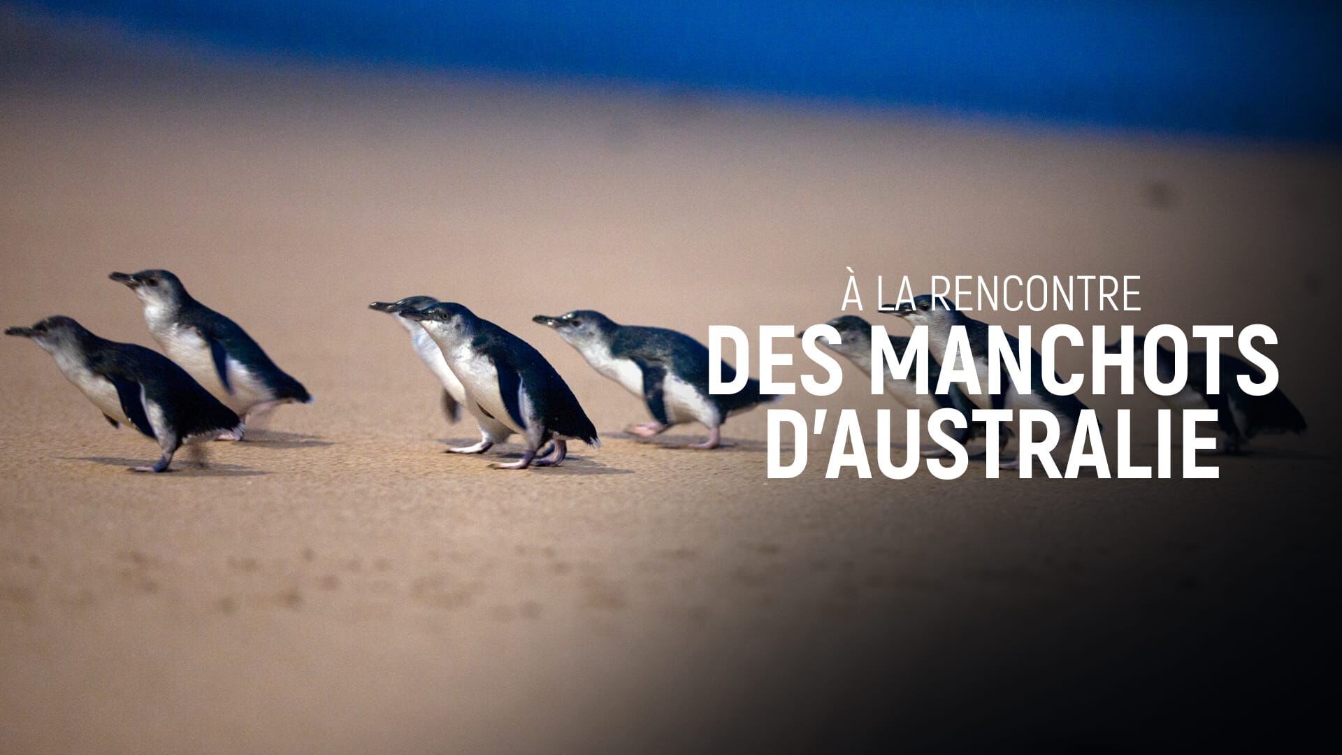 A la rencontre des manchots d'Australie