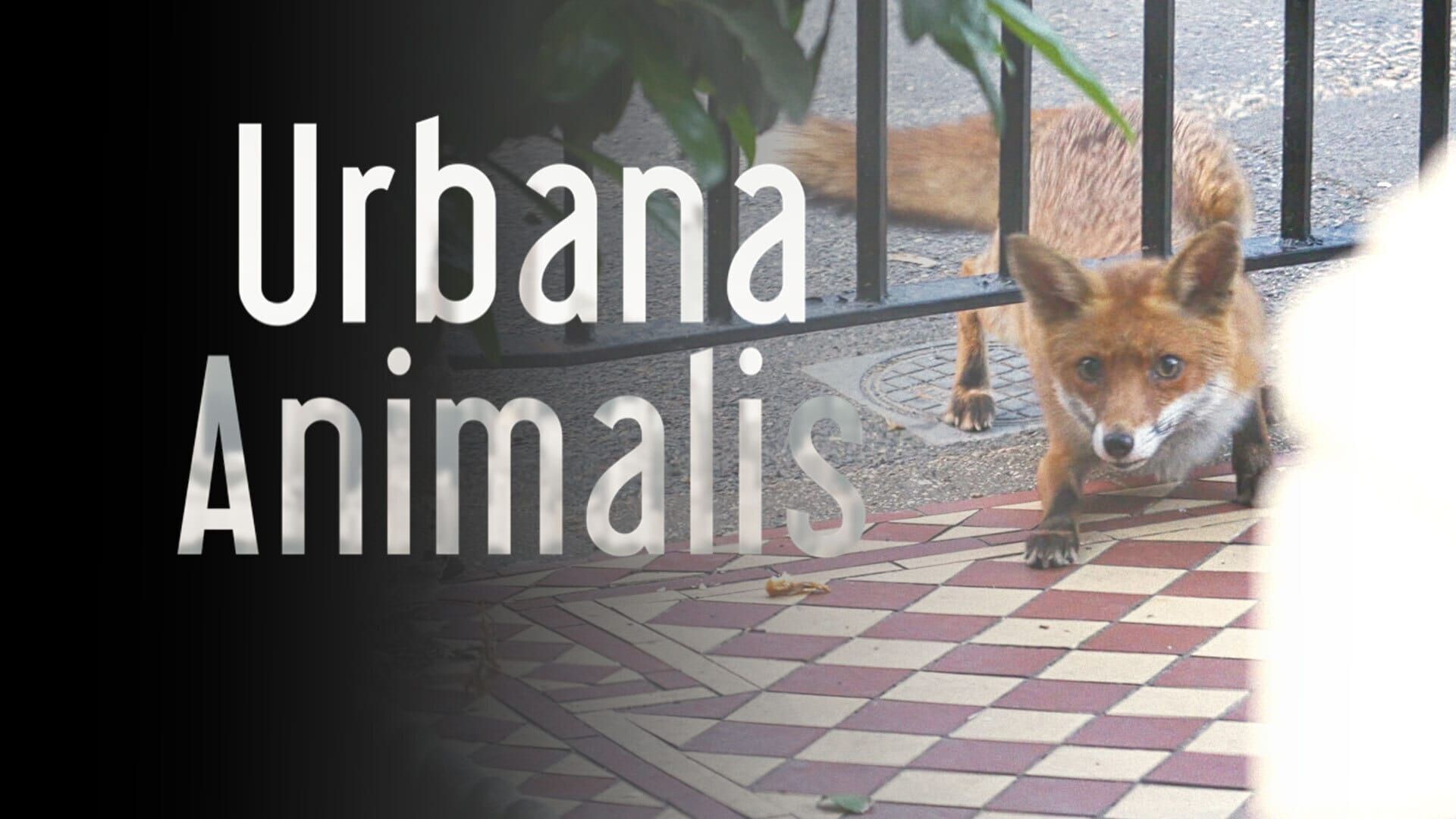 Urbana animalis