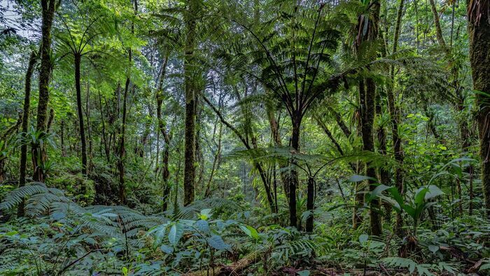 Lost in the Jungle