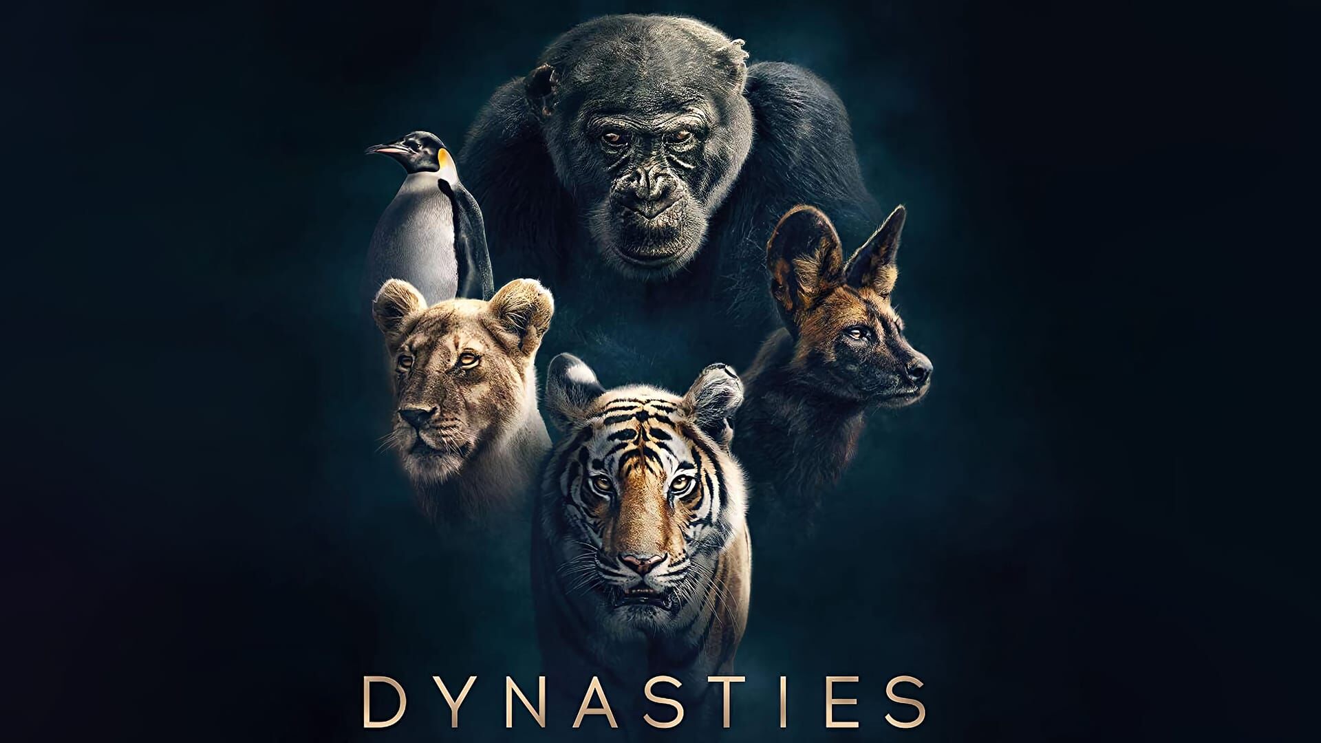 Suricates