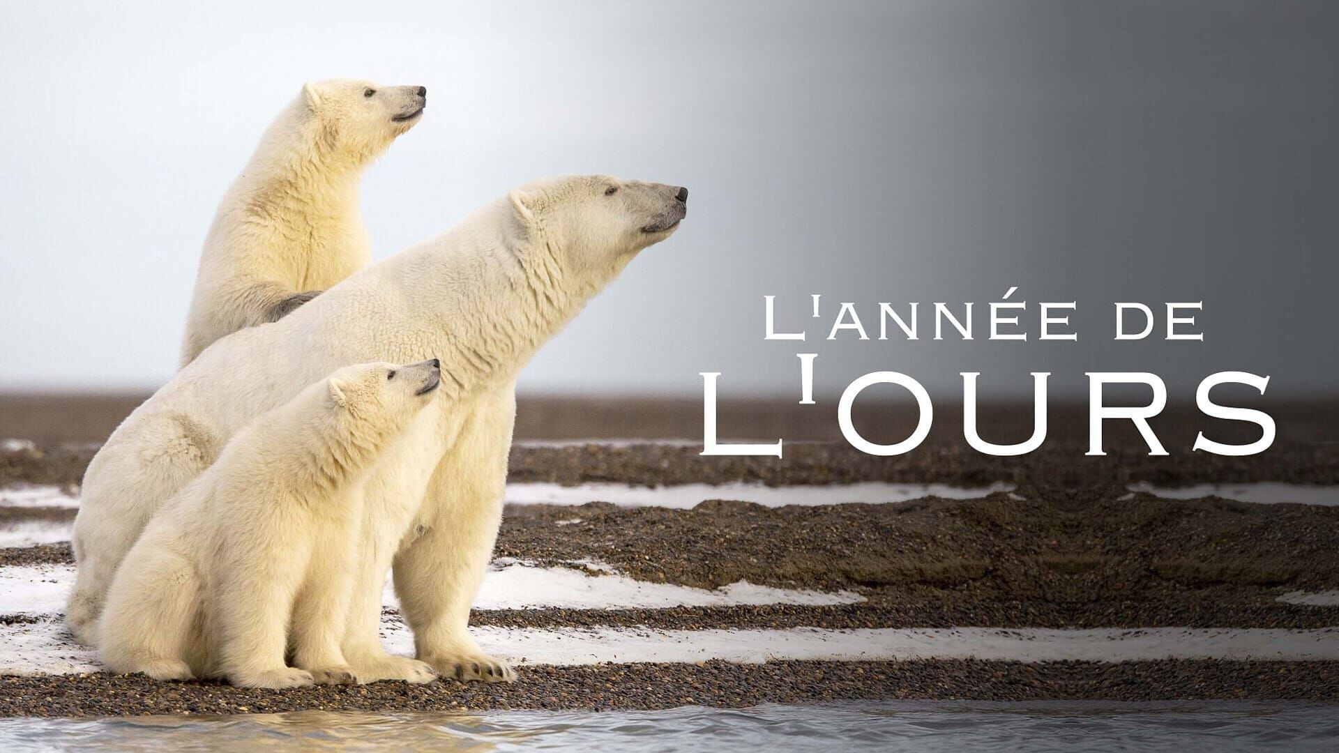 L'année de l'ours
