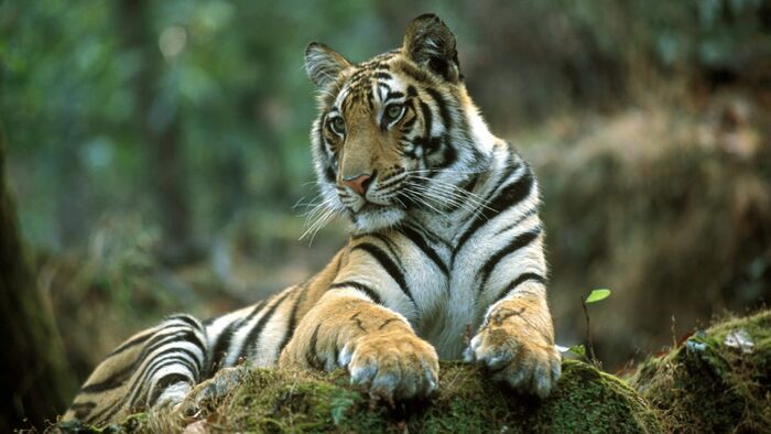 L'empreinte du tigre