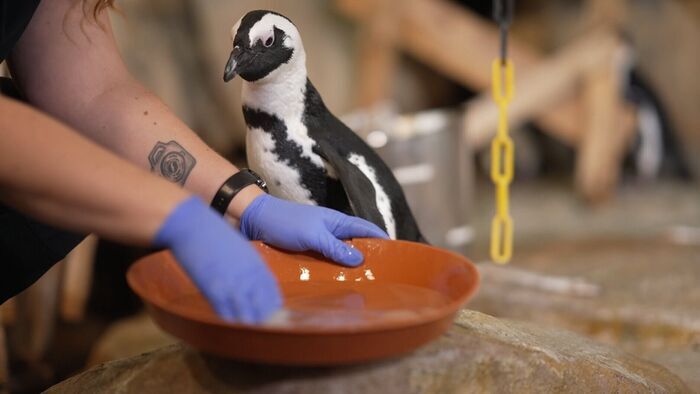 Nausicaá, dans les coulisses du plus grand aquarium d'Europe