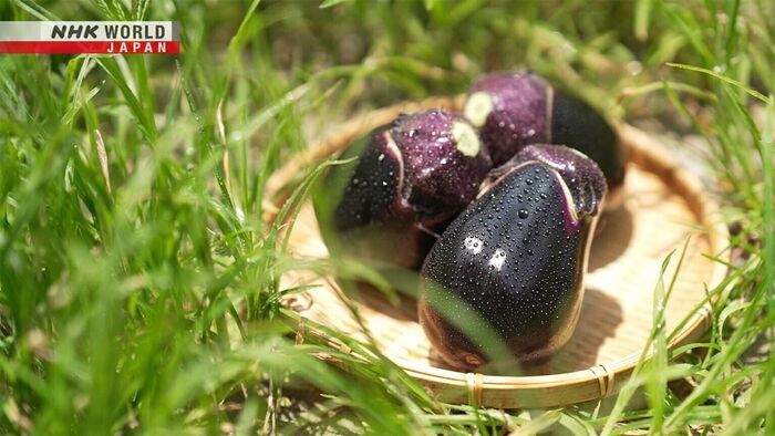 Eggplant