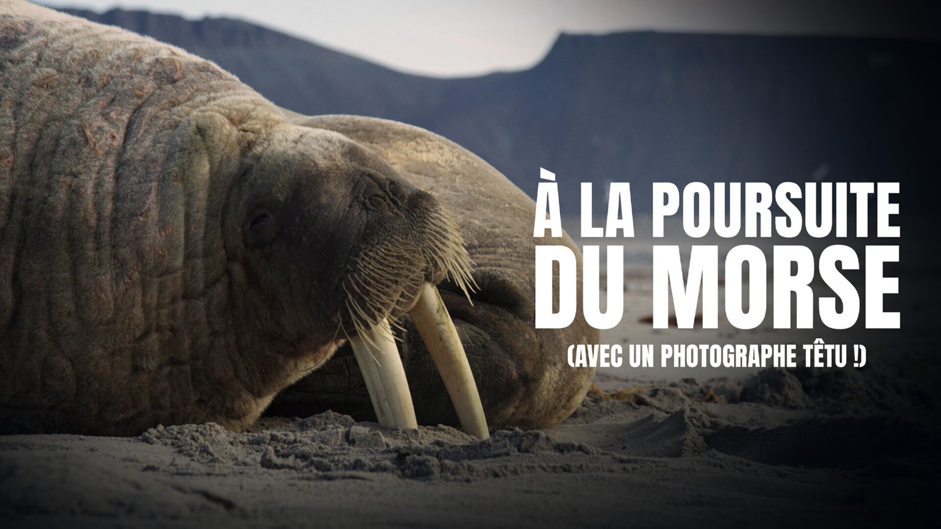 A la poursuite du morse (avec un photographe têtu !)