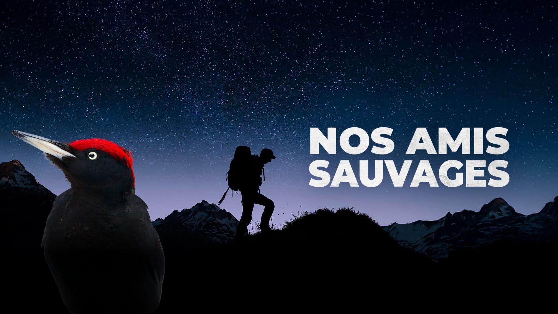 Gypaète, le retour du roi