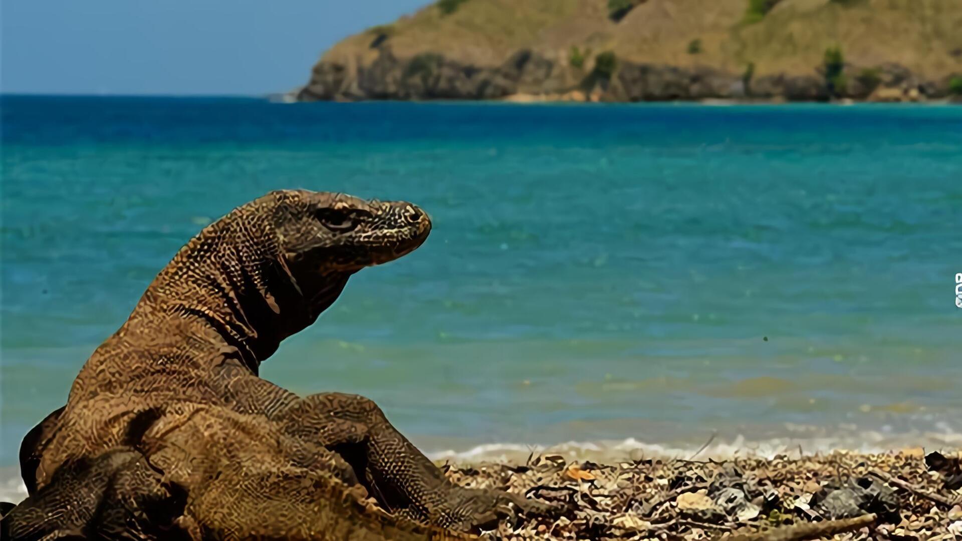 Les dragons de Komodo
