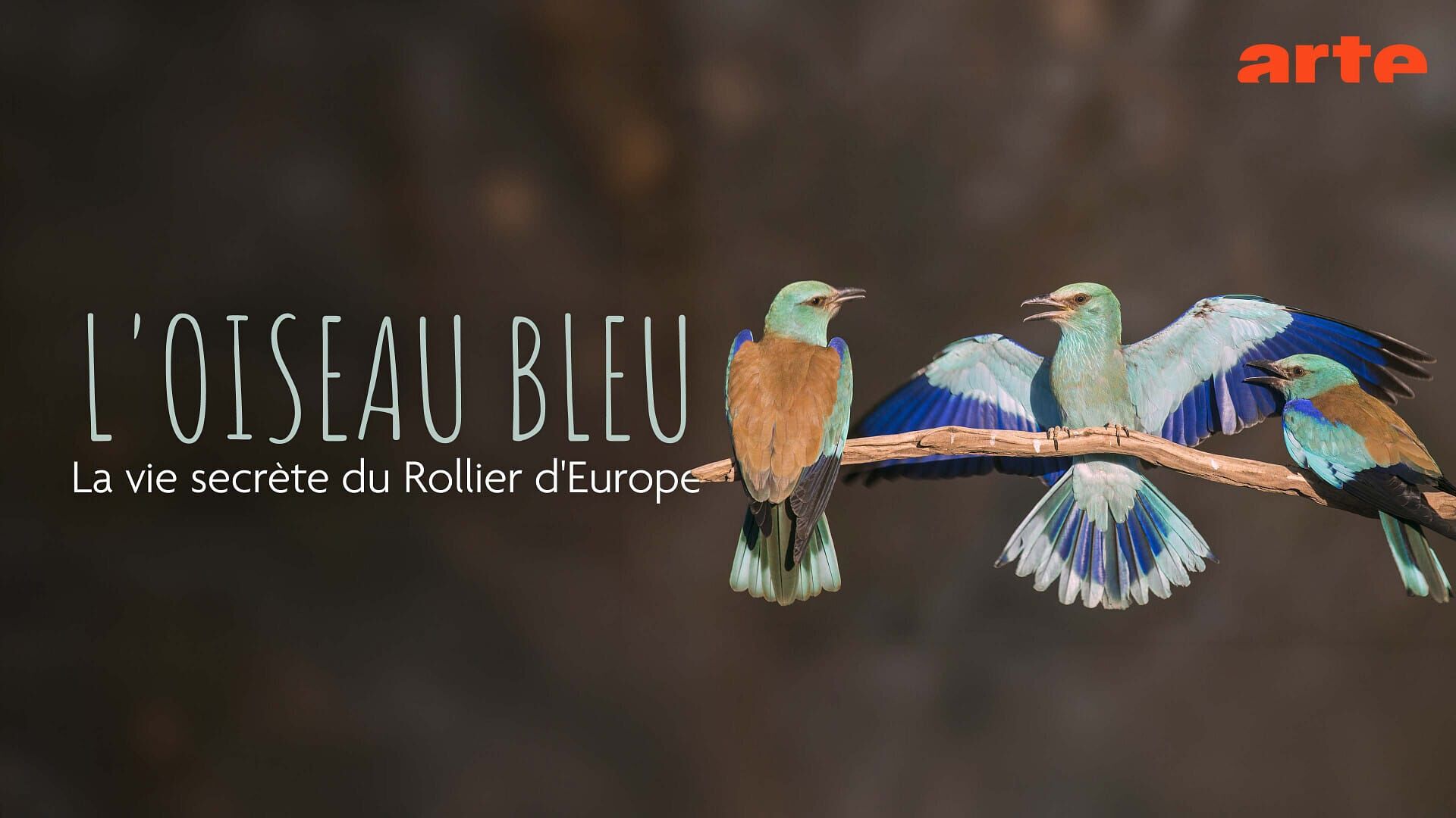 L'oiseau bleu : la vie secrète du rollier d'Europe