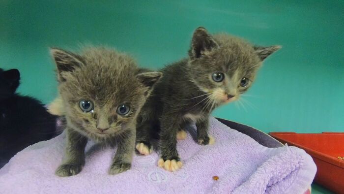 Animaux à adopter