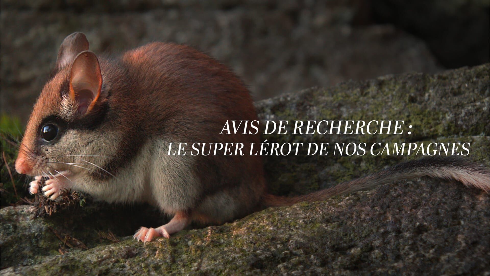 Avis de recherche : le super lérot de nos campagnes