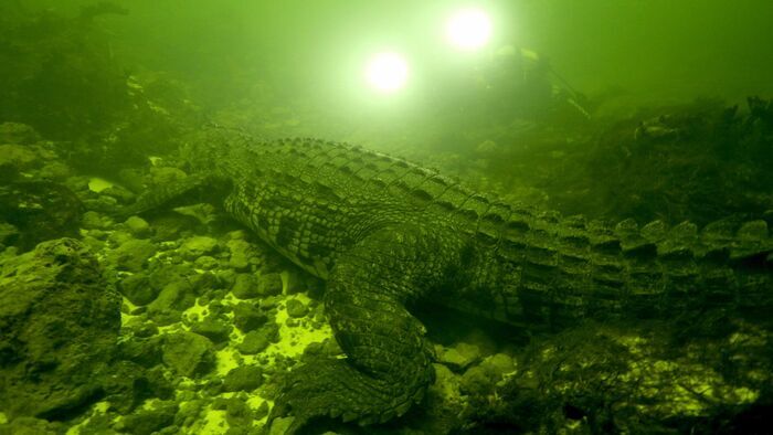 Okavango : mission crocodiles