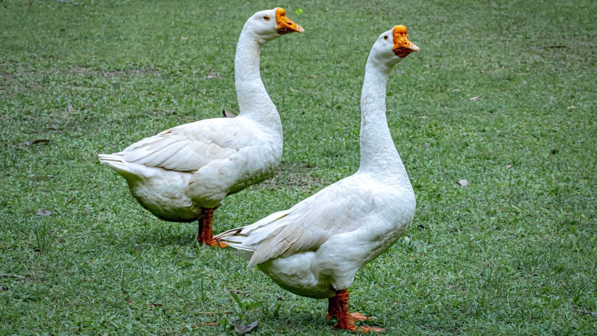 Des pattes à la tête