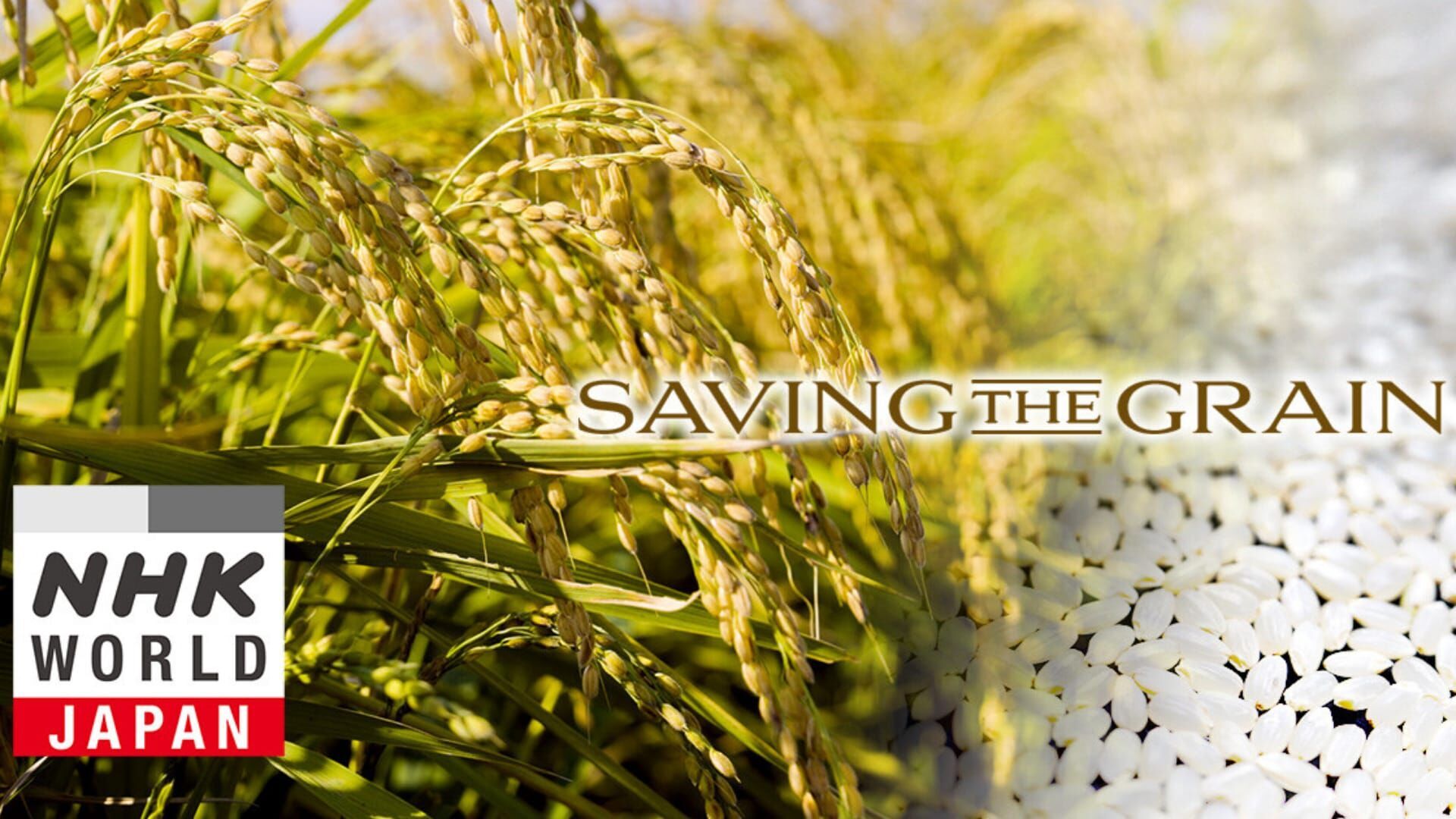 Japanese Rice in a World of Extreme Weather