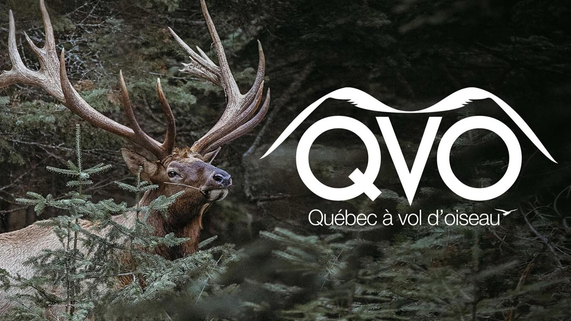 Chasse du cerf rouge au domaine du Wapiti