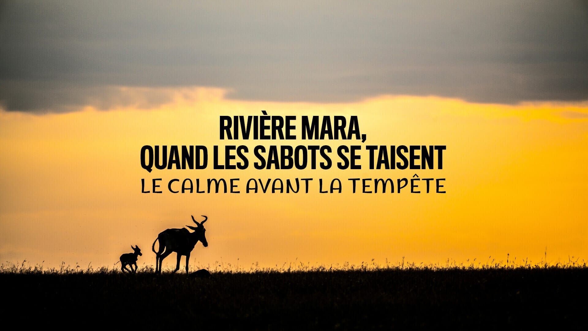 Rivière Mara, quand les sabots se taisent : Le calme avant la tempête