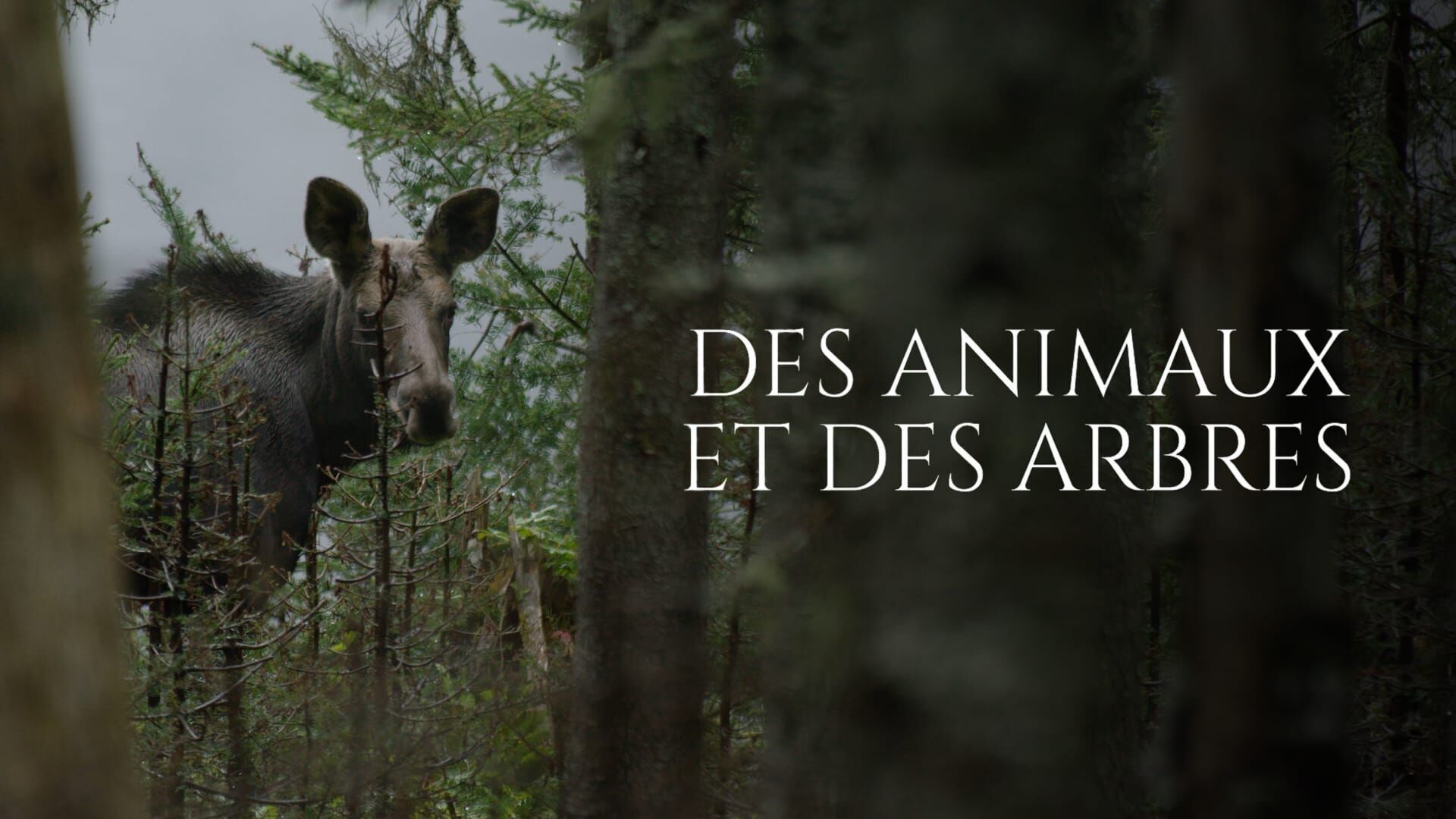 Des animaux et des arbres
