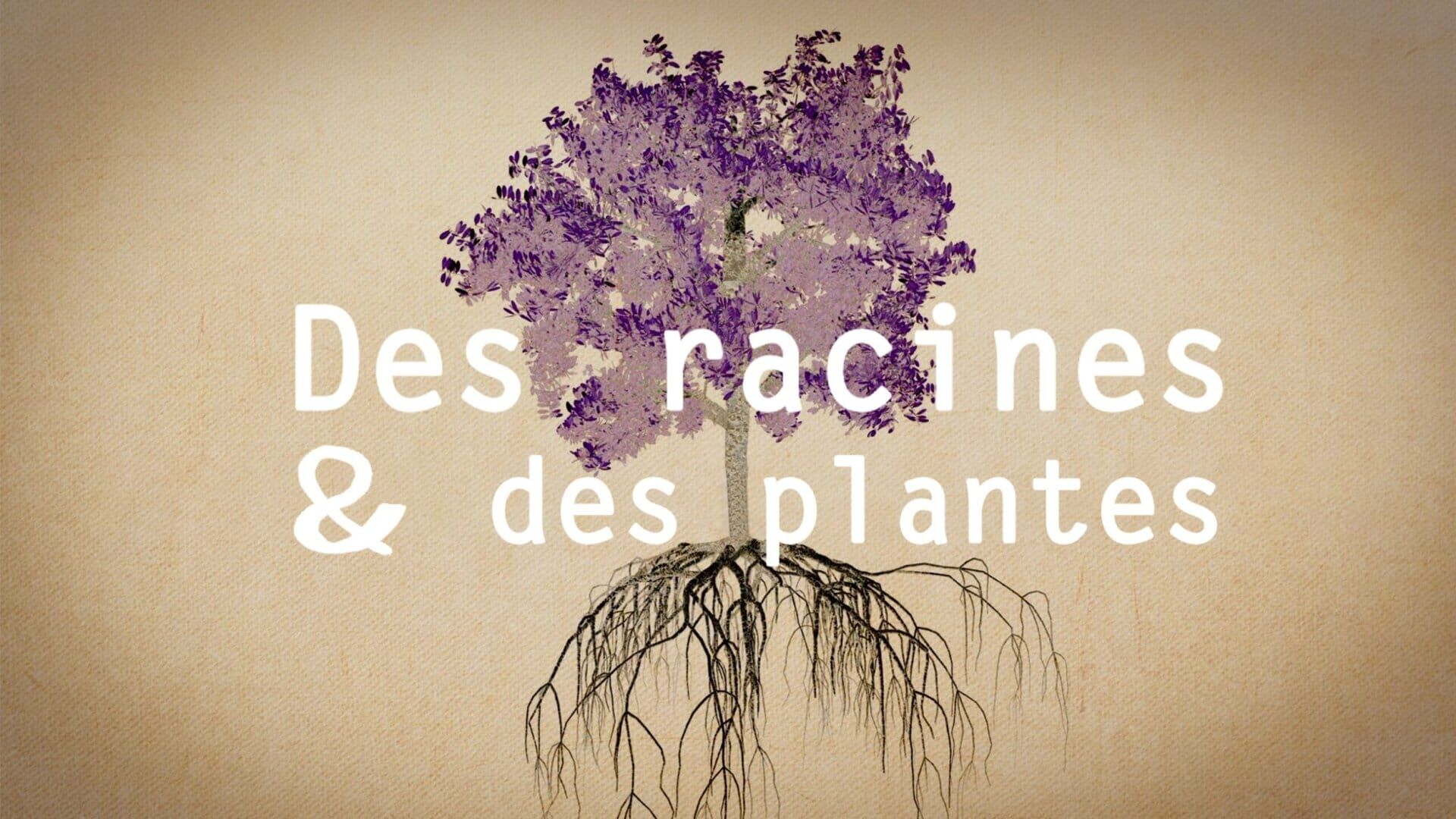 Bromeliacée et Mussaenda (linda)