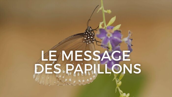 Le message des papillons
