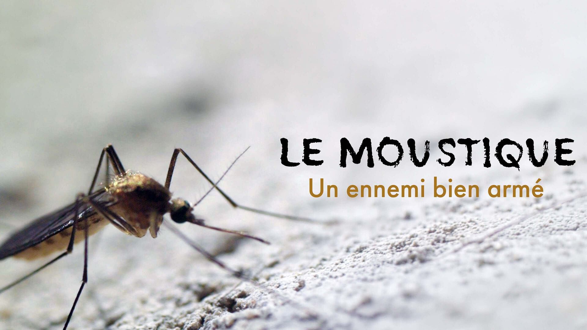 Le moustique, un ennemi bien armé