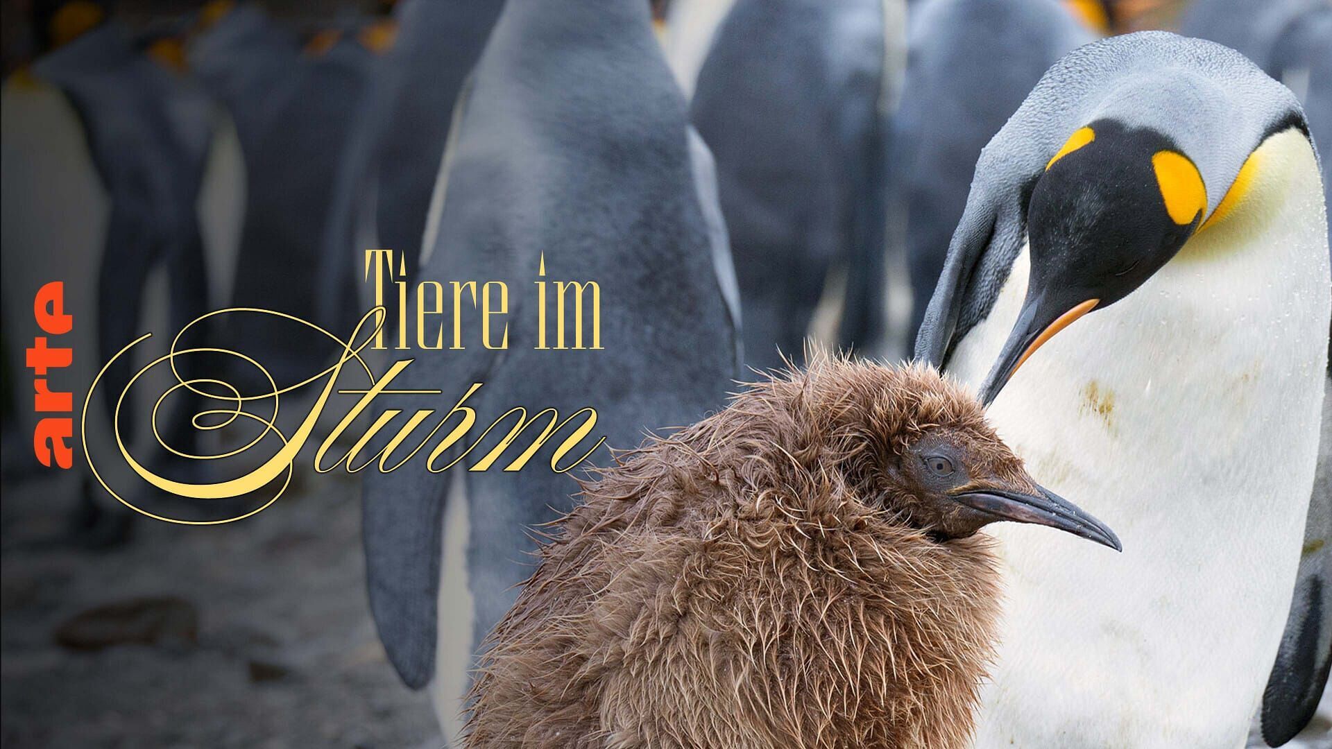 Les ailes du courage