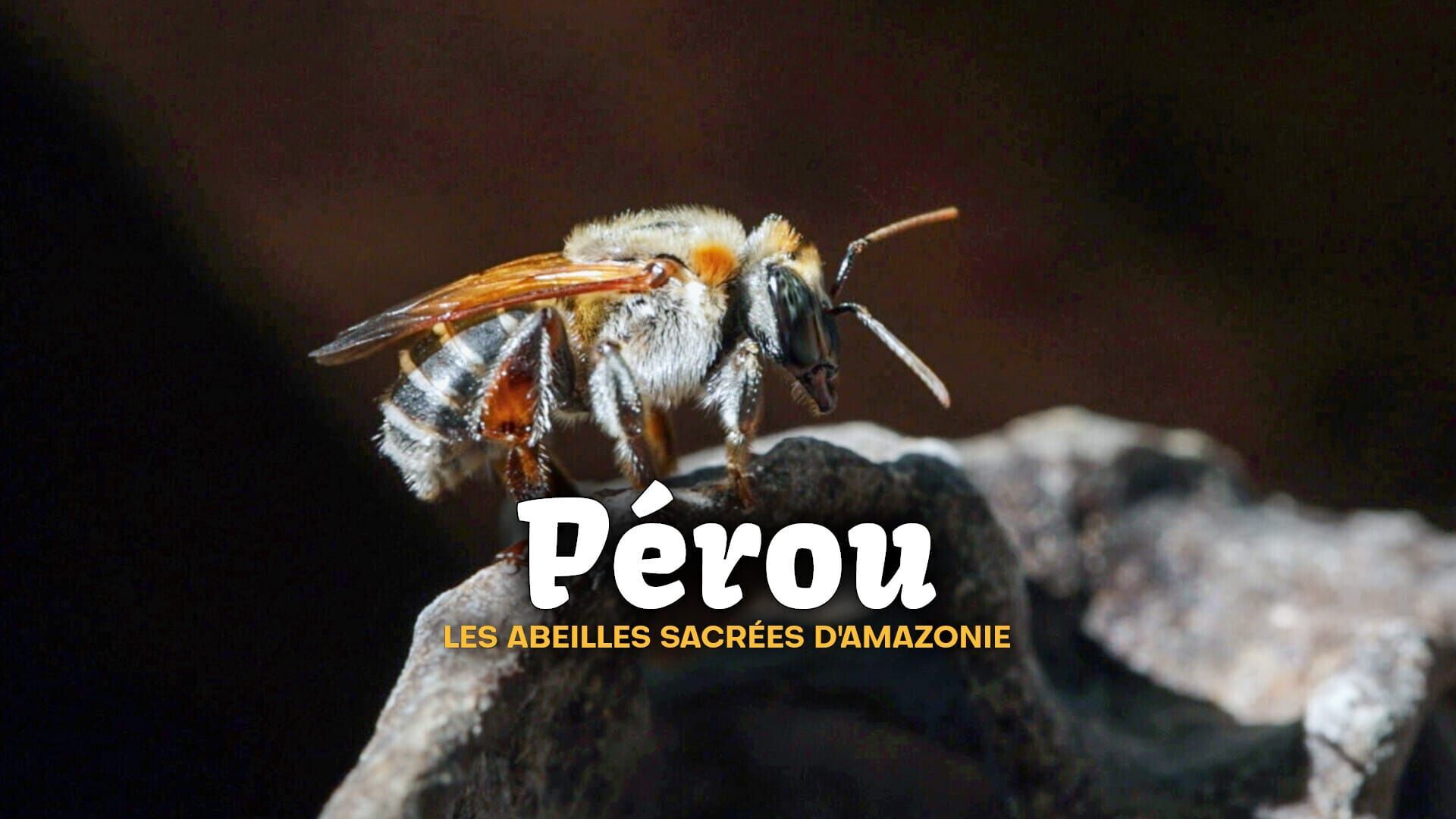 Pérou, les abeilles sacrées d'Amazonie