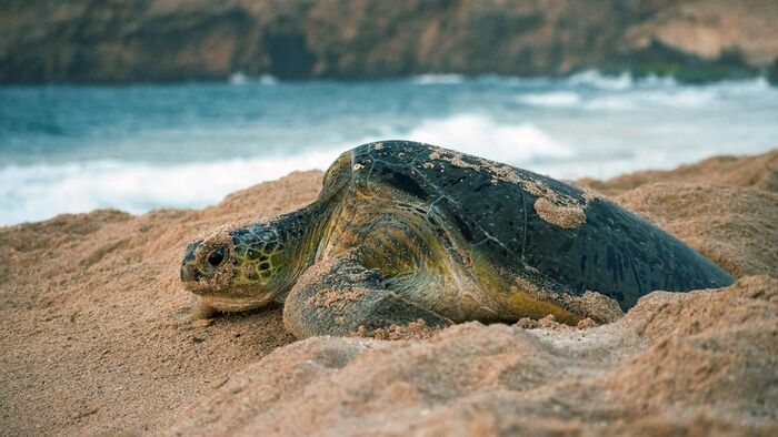 Léopards et tortues marines
