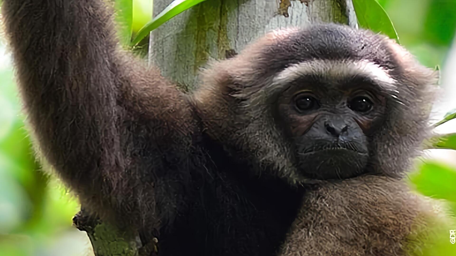 Le sauvetage de gibbons de Bornéo
