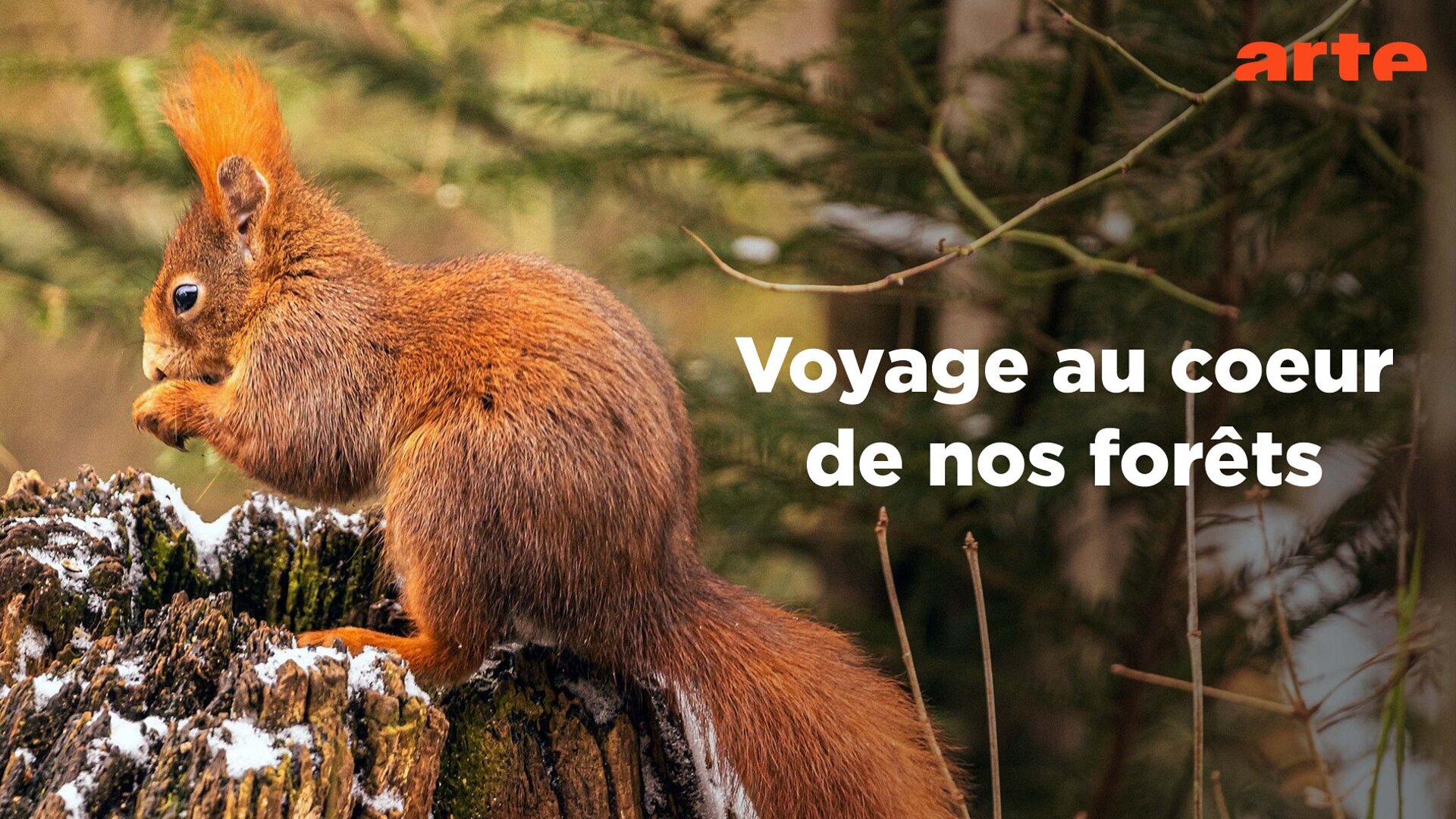 Sous les arbres, la vie