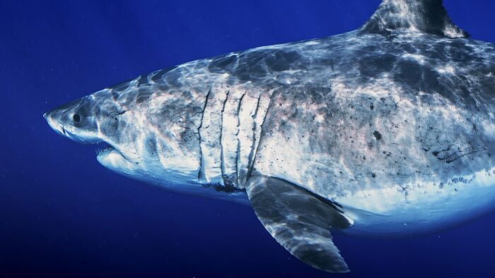 Requins stars
