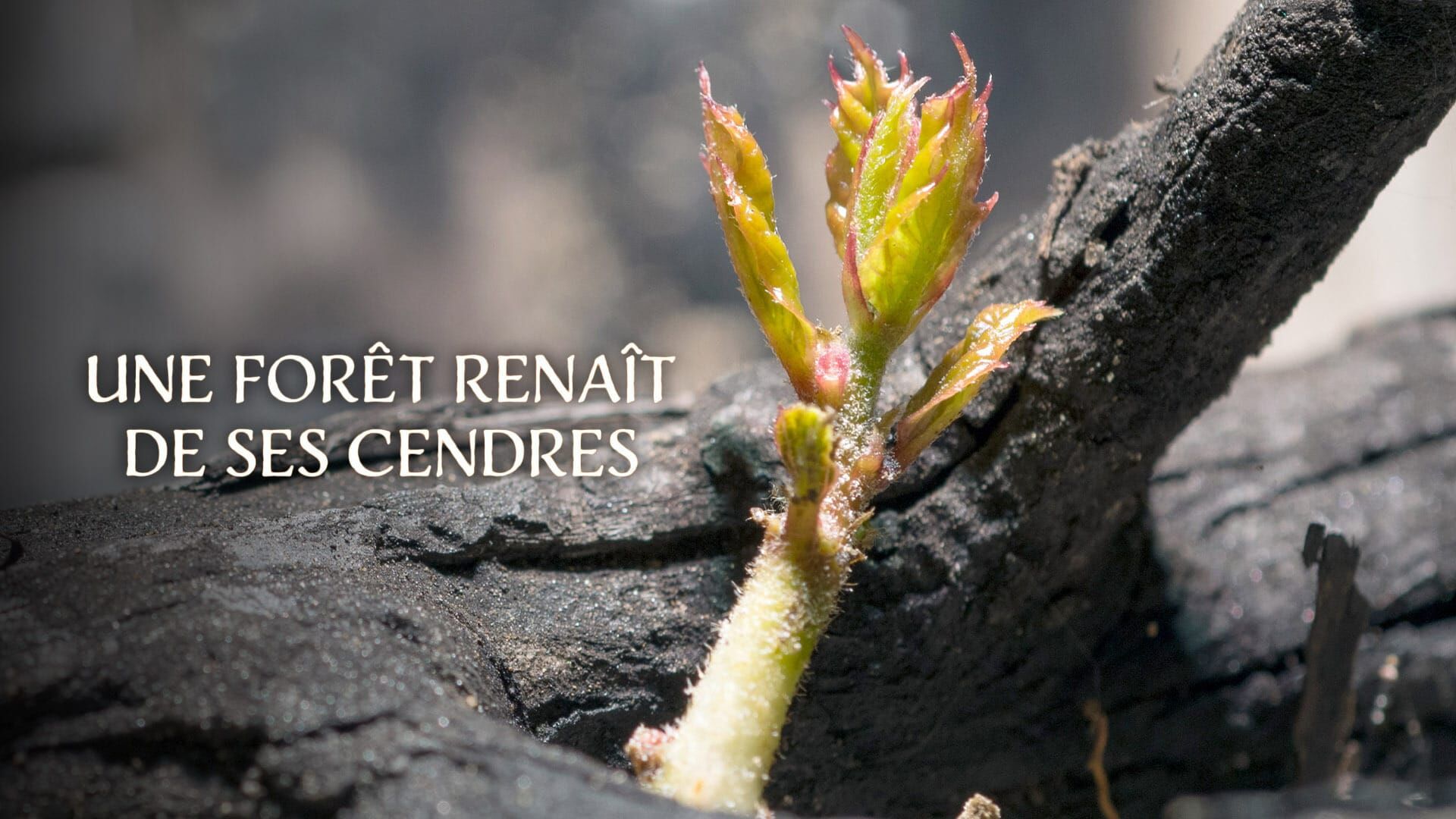 Une forêt renaît de ses cendres