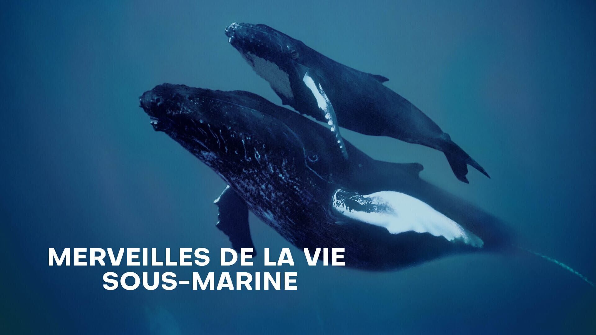 Trouver un partenaire