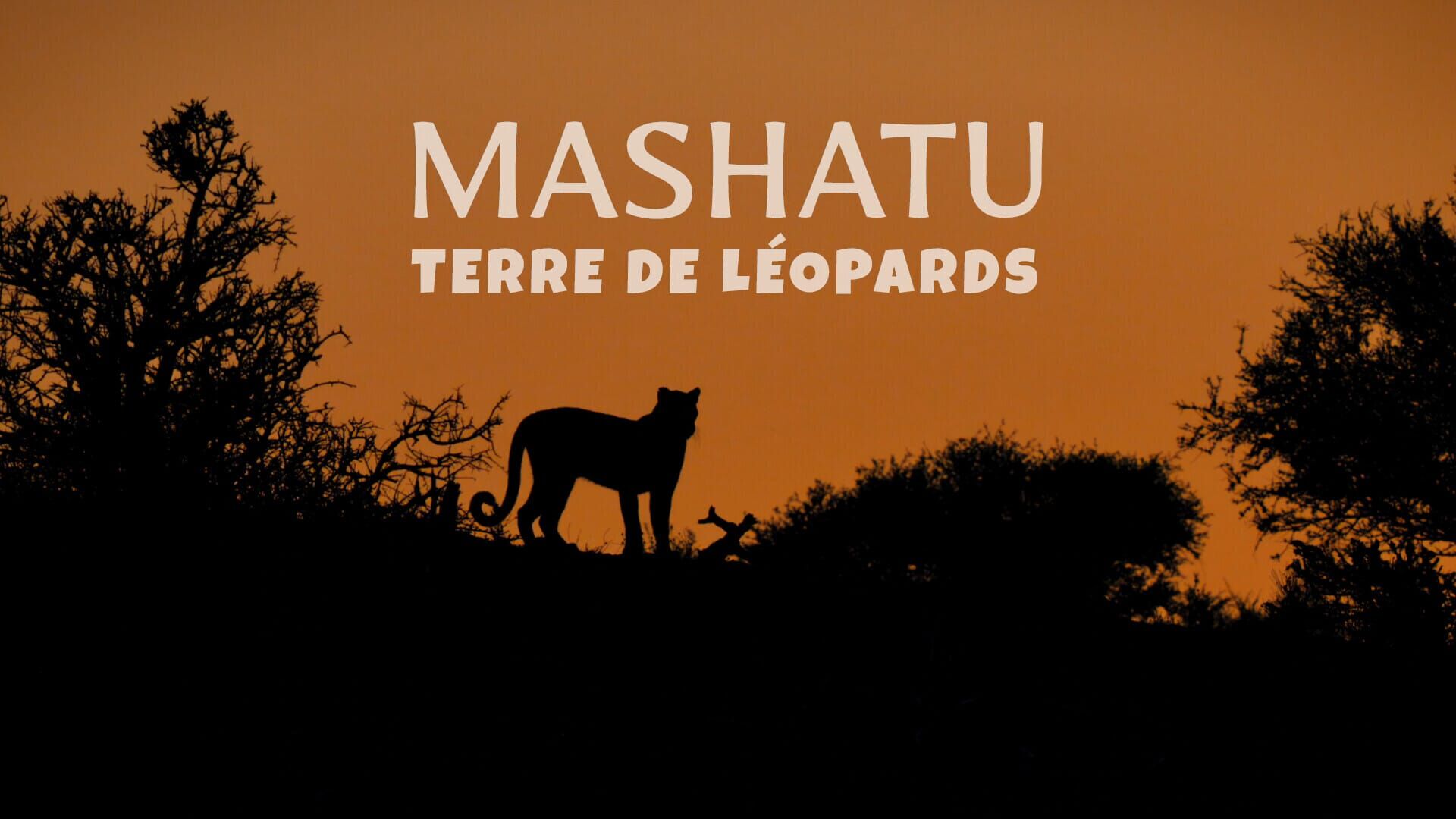Mashatu, terre de léopards