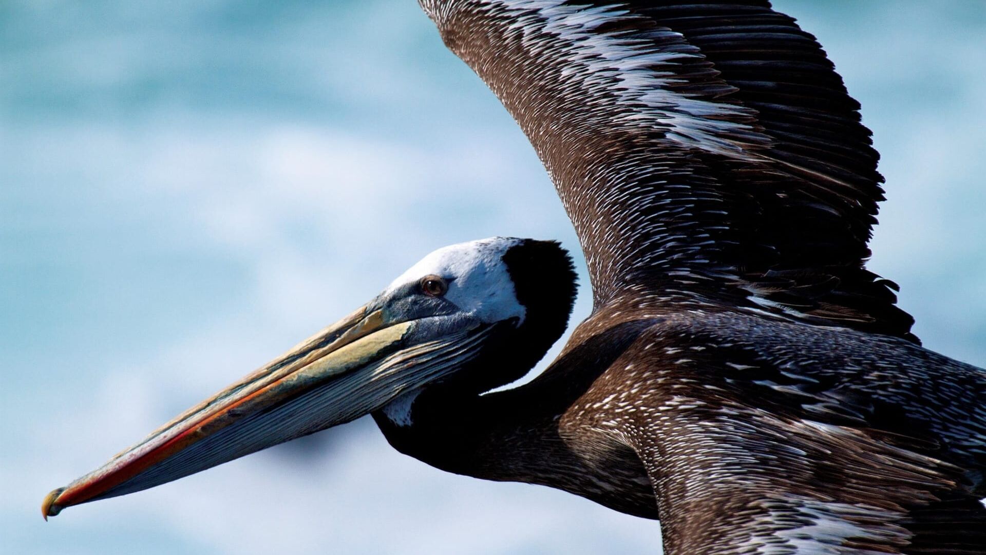 Les oiseaux d'Amérique