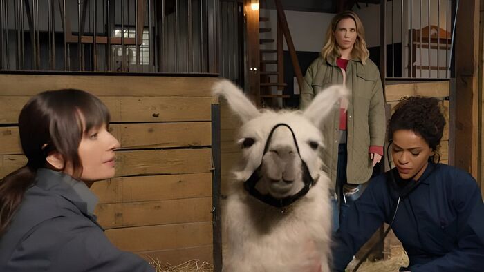 Moufettes et lamas