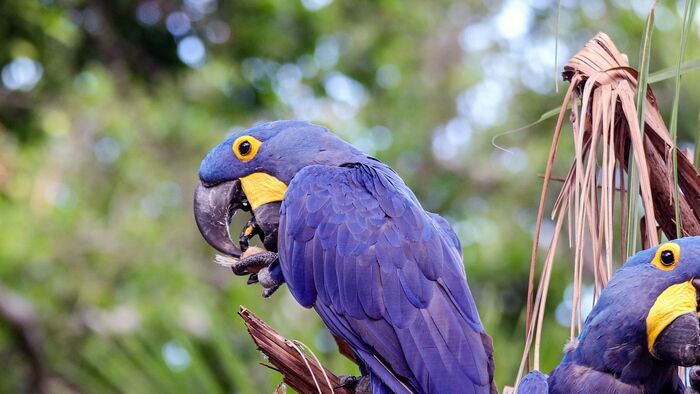 Pantanal, l'autre Brésil sauvage