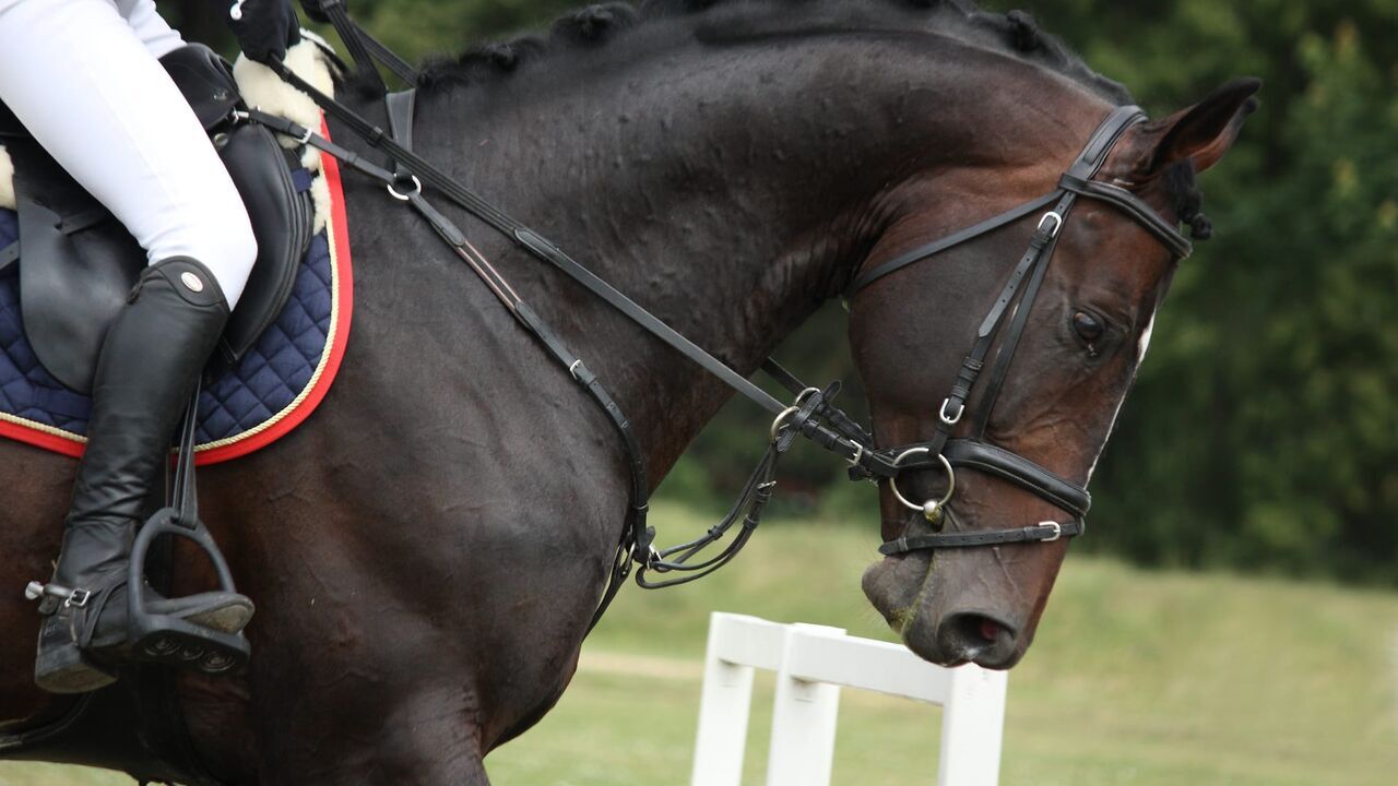 Equitation : CHIO d'Aix-la-Chapelle