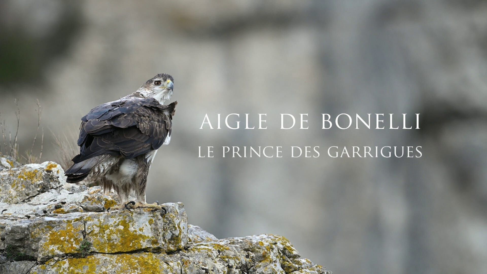 Aigle de Bonelli, le prince des garrigues