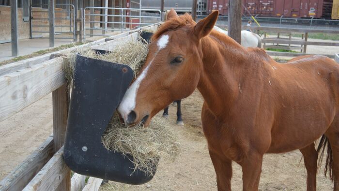 Poney contre camion