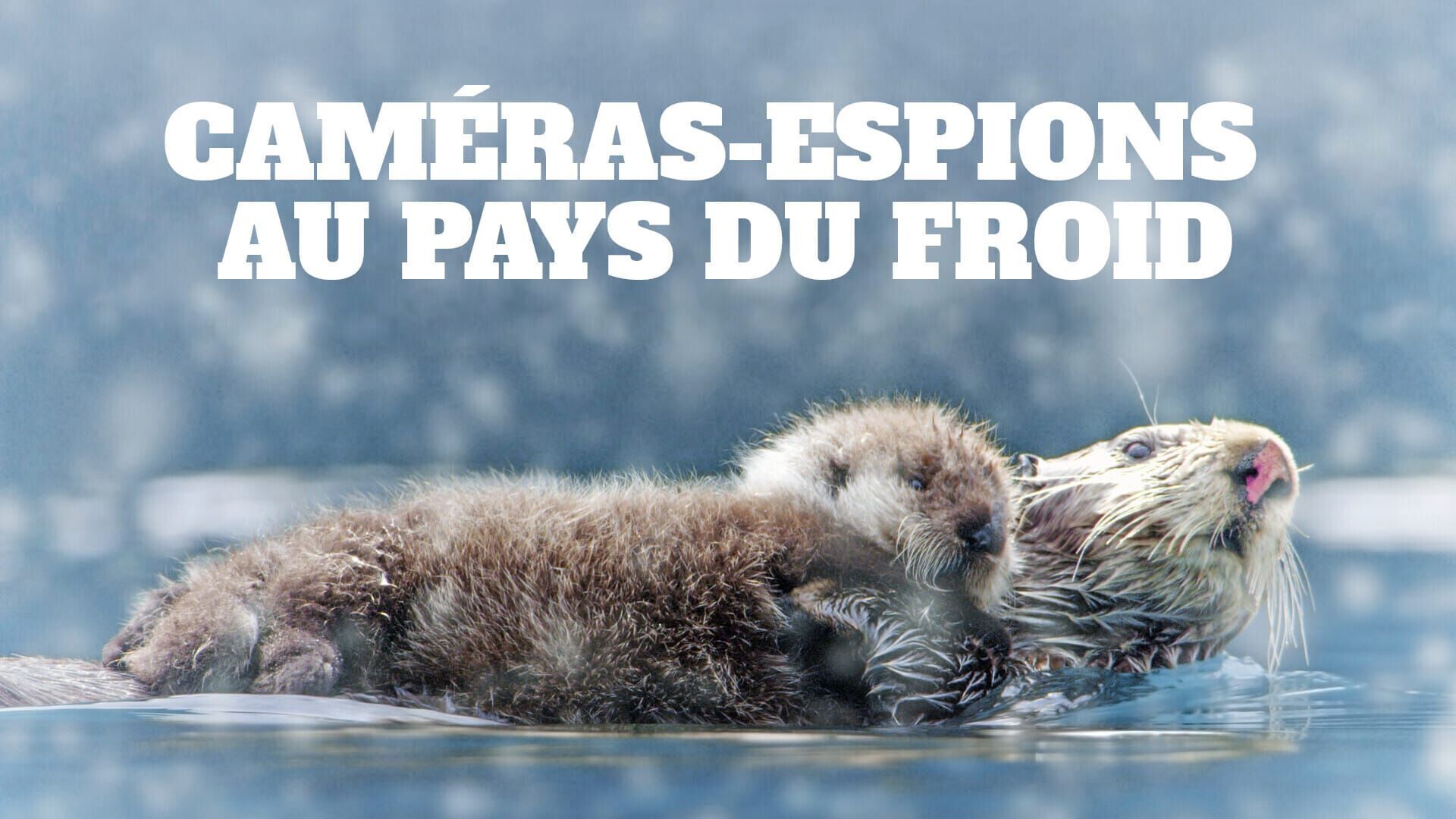 Caméras-espions au pays du froid