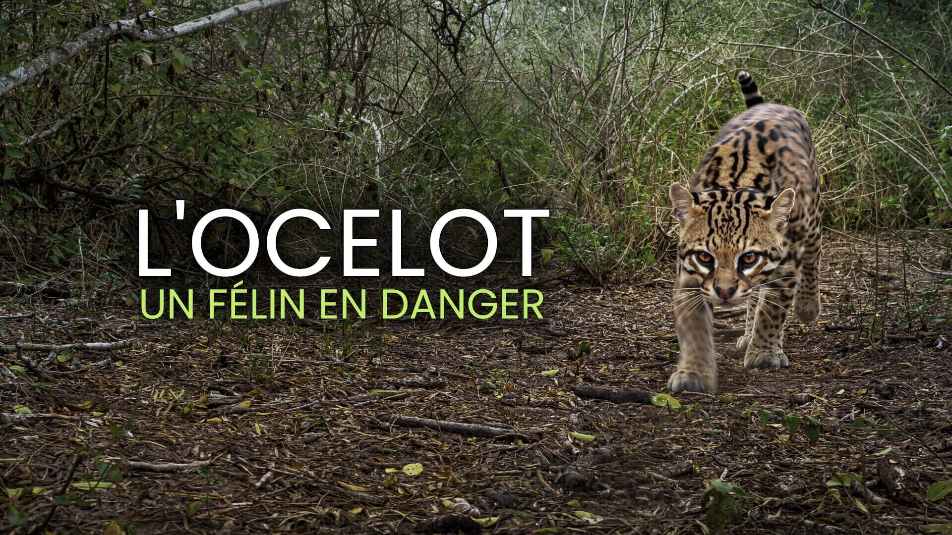 L'ocelot, un félin en danger