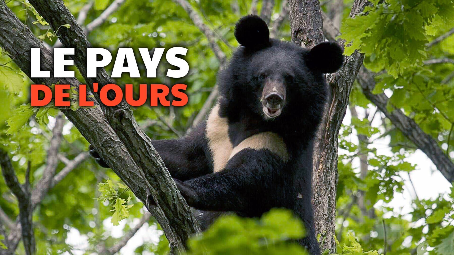 Le pays de l'ours