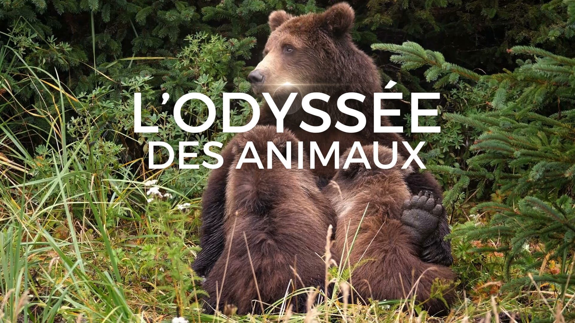 Le voyage de l'ours d'Amérique du Nord